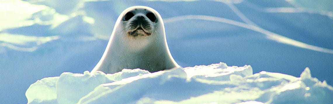 Migrer de MySQL/MariaDB 5.5 vers MariaDB 10.x sous CentOS 7