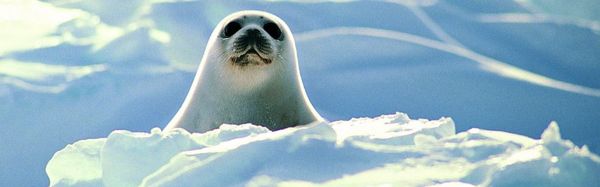 Migrer de MySQL/MariaDB 5.5 vers MariaDB 10.x sous CentOS 7